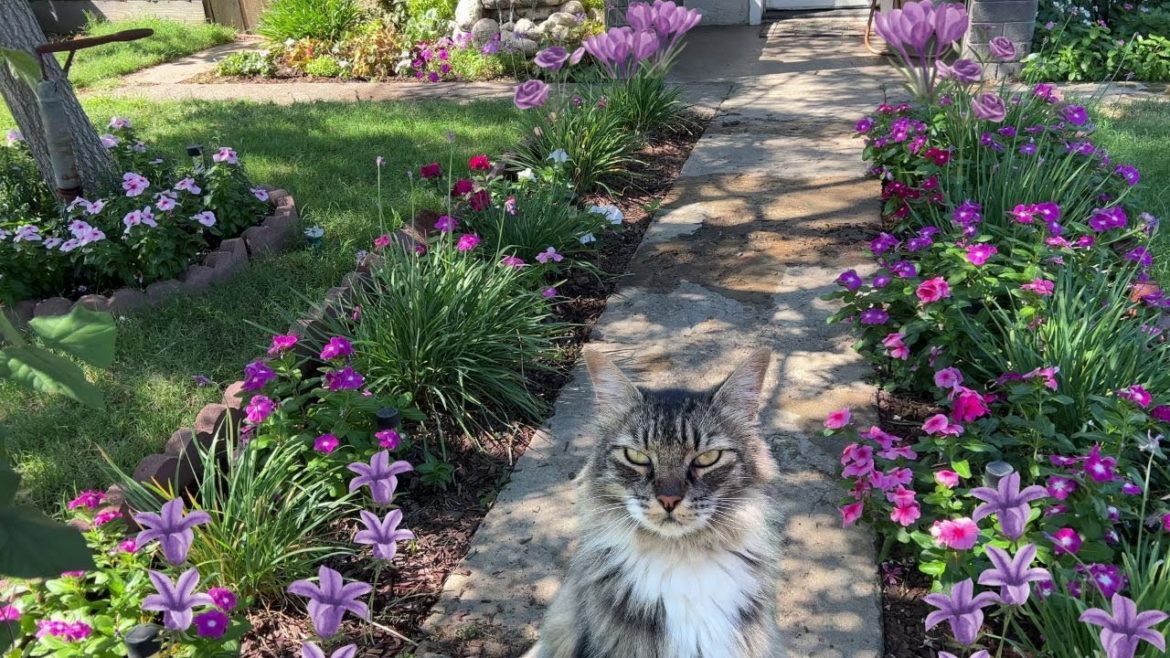 September Front Yard Garden Tour - Another Heat Wave!!!