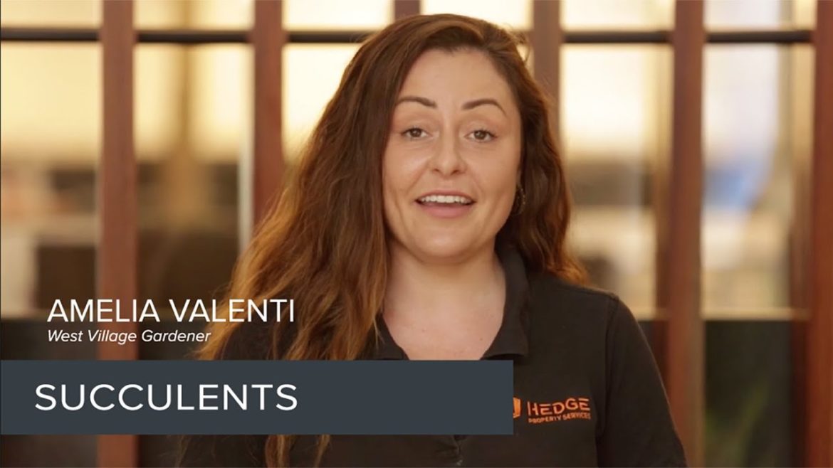 West Village Gardener - Tips for growing Succulents