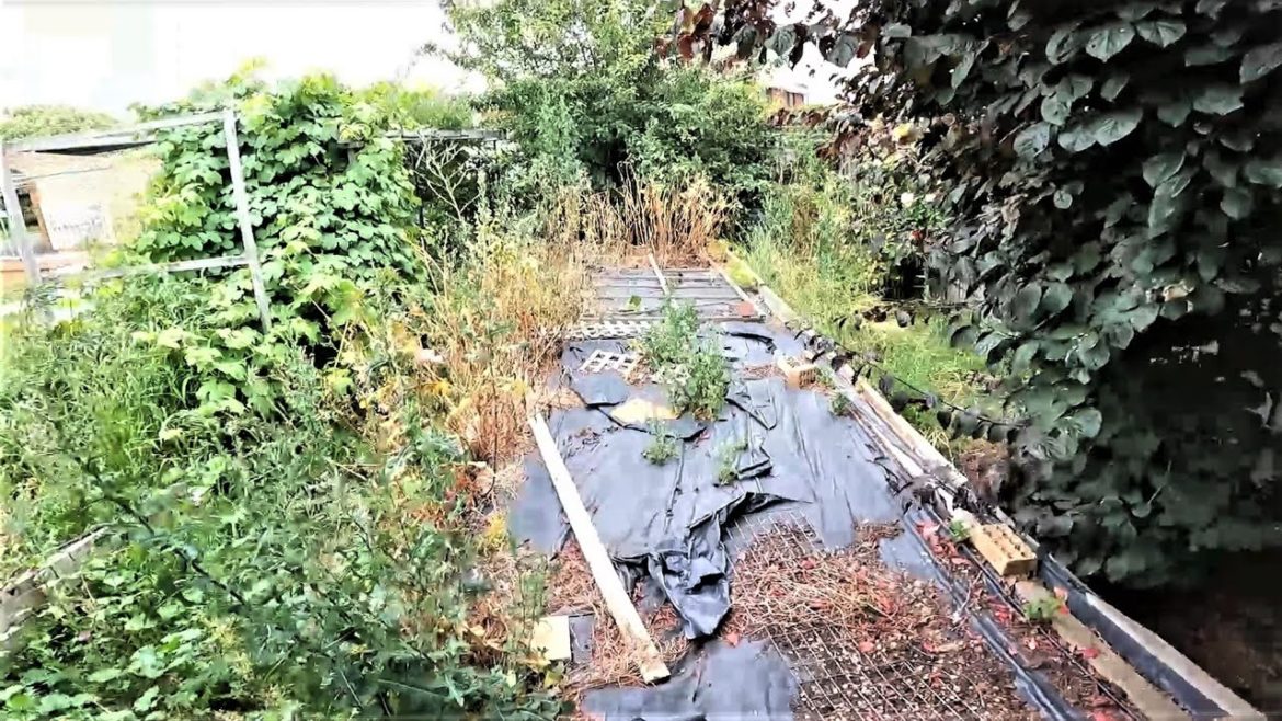 Crazy Garden Restoration | Old Timers Vegetable Patch