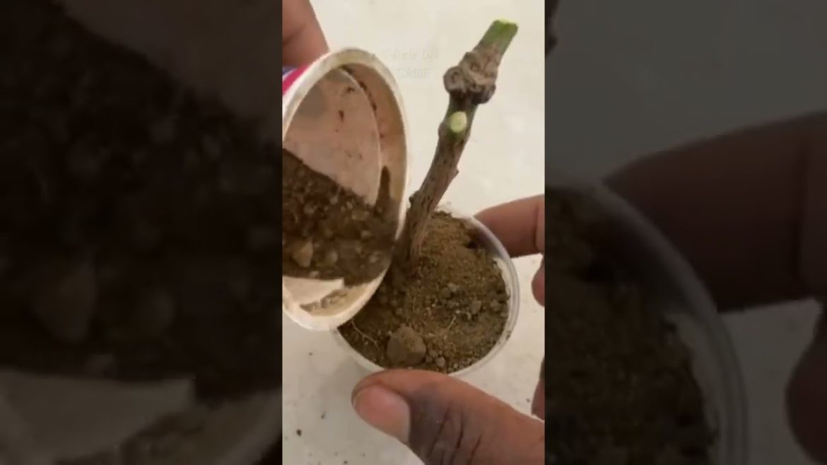 grow mango tree cuttings in tomato #shorts