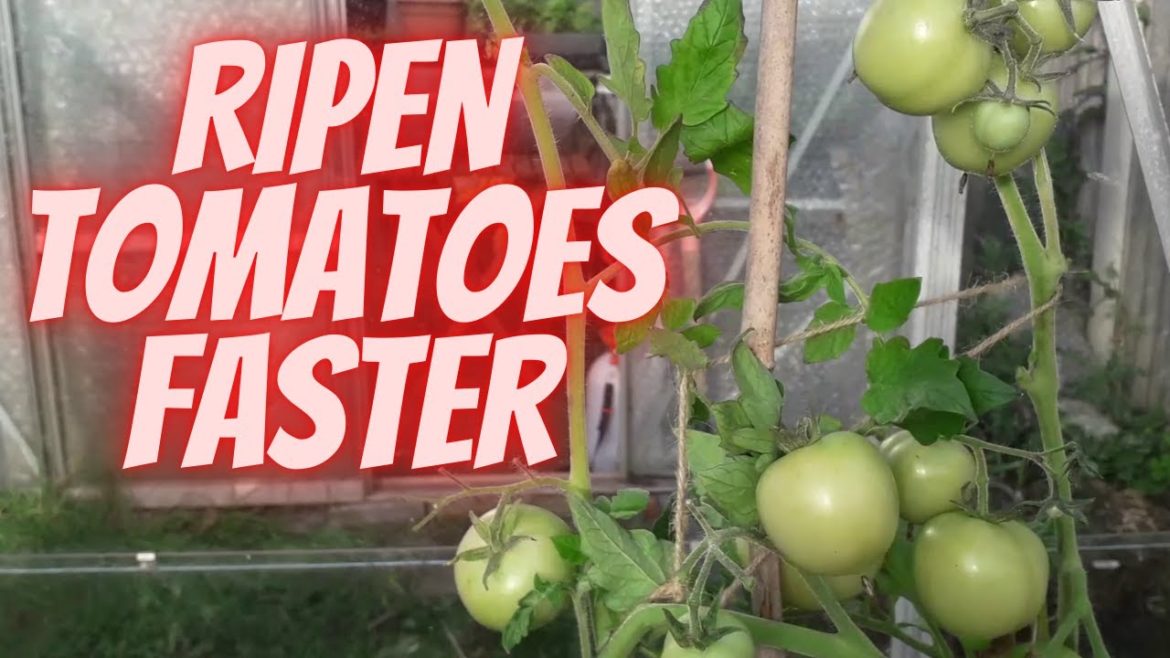 Ripen Your Tomatoes Faster [Gardening Allotment UK] [Grow Vegetables At Home ]