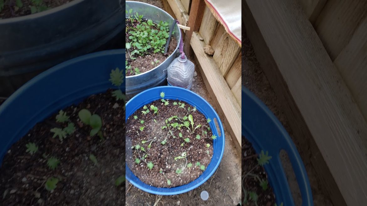 Growing A Container Garden During A Drought #shorts