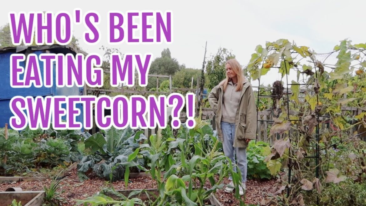 WHO'S BEEN EATING THIS?! OCTOBER 2022 / EMMA'S ALLOTMENT DIARIES