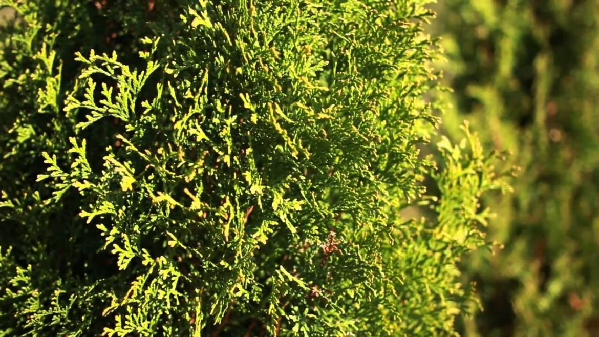 Garden Tips Winter Damage HD.mp4