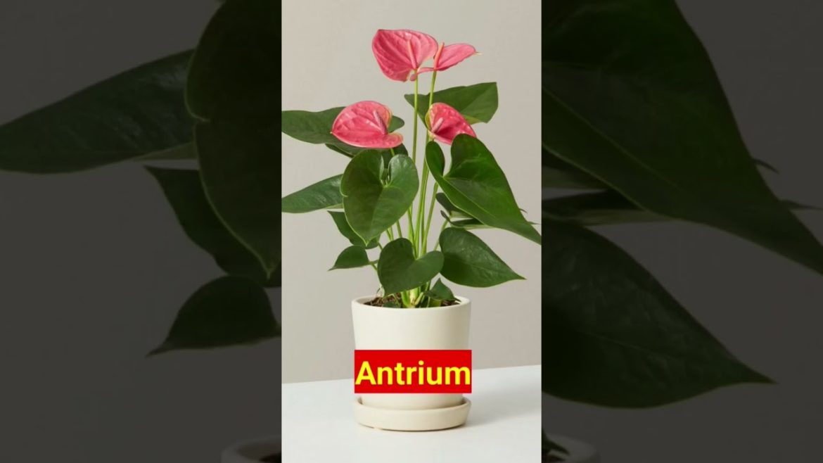 Ten beautiful but very dangerous flowers | guinness records | amazing facts