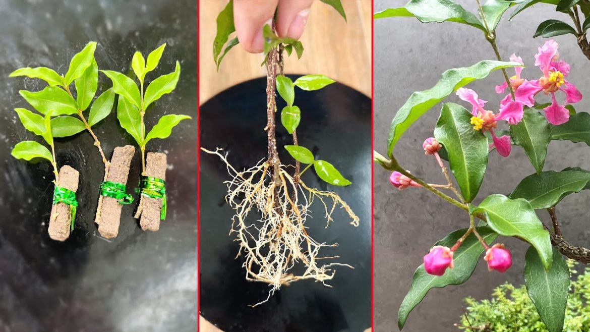 Flower Ruby Rose red has seductive scent. Growing indoors helps treat insomnia