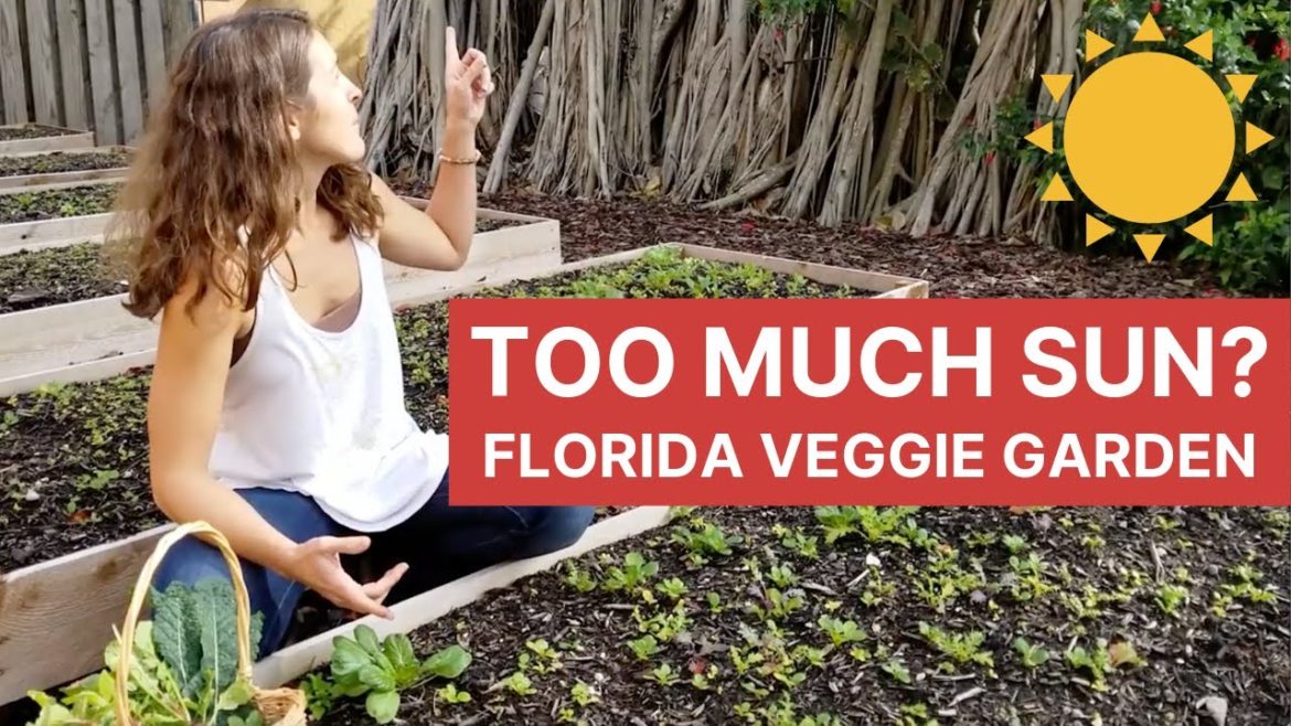 How Much Sun Do I Need to Grow Vegetables in Florida? | Organic Vegetable Gardening How Much Sun Do I Need to Grow Vegetables in Florida? | Organic Vegetable Gardening