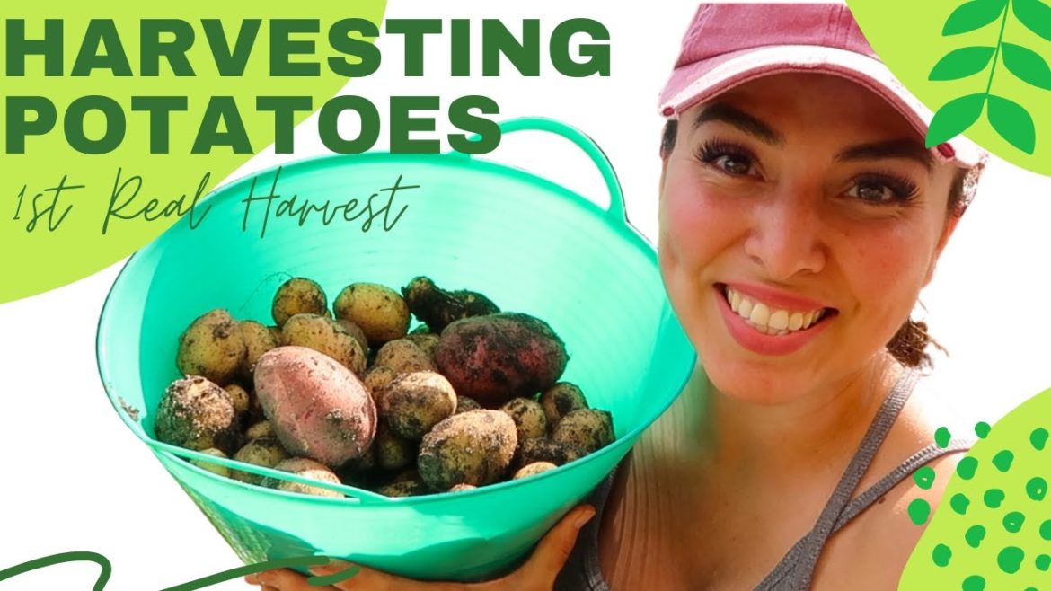 Raised Bed POTATO 🥔 Harvest! | Backyard Garden