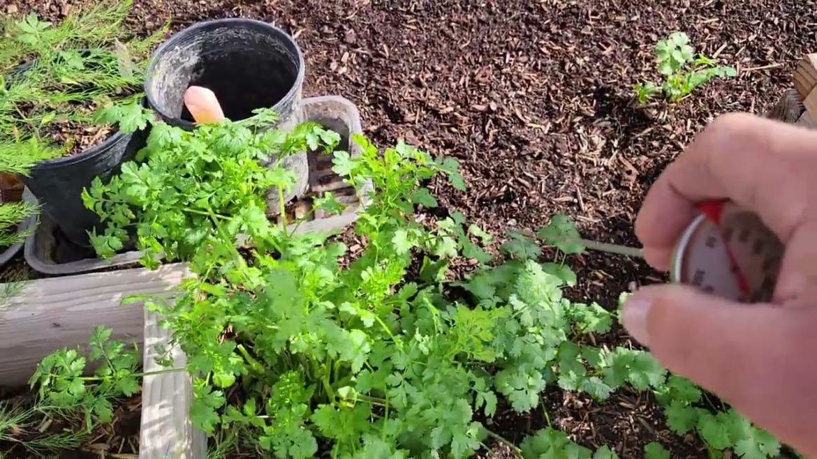 Garden Tips @ Spring Planting, April 10, 2022