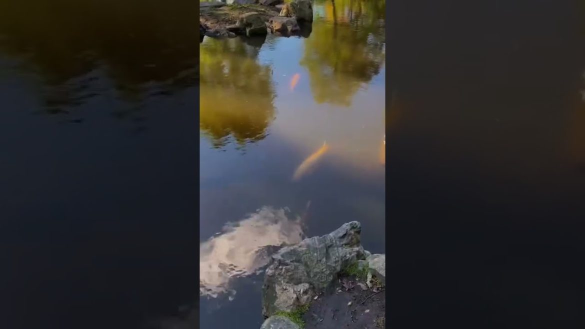 Kyoto Garden tiktok yassmiiiino Kyoto Garden tiktok yassmiiiino