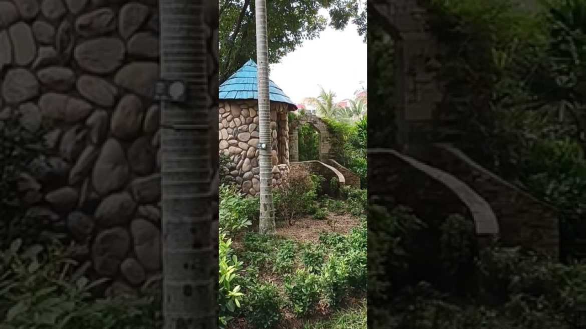 Garden(2) #shorts #shortvideo #subscribe #viralshorts #shortsvideo #trending #viralvideo #video Garden(2) #shorts #shortvideo #subscribe #viralshorts #shortsvideo #trending #viralvideo #video