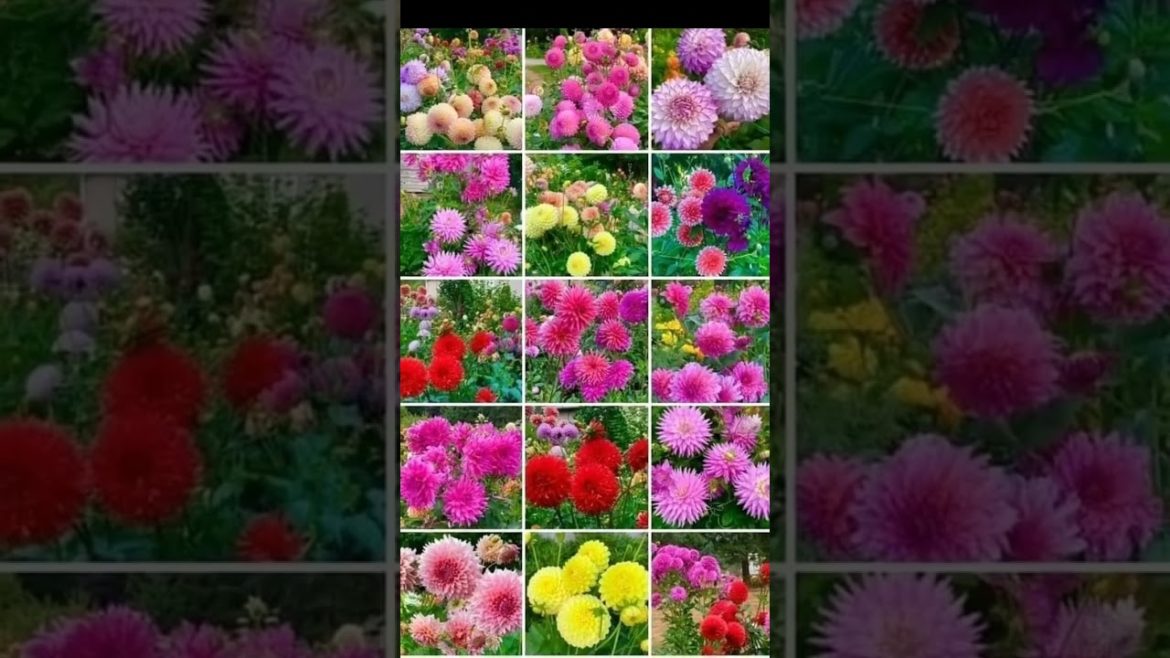 Amazing Flowers Collection 🌻