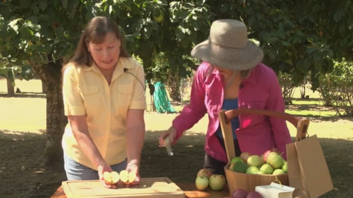 Bad Apples with OSU Master Gardeners Bad Apples with OSU Master Gardeners