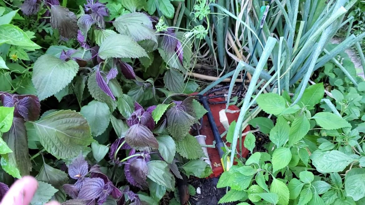 Weed Free Garden Tips