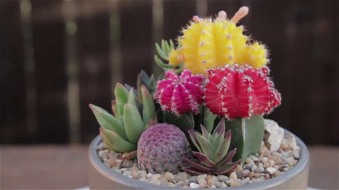 Cactus Container Garden Cactus Container Garden