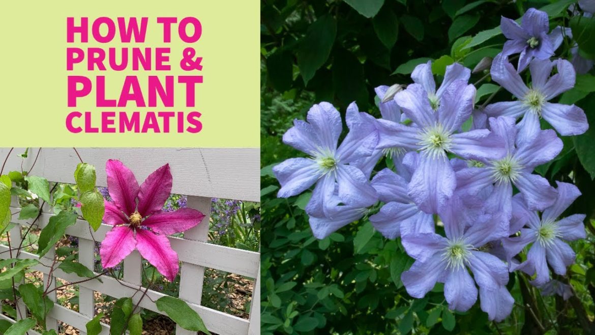 Pruning, planting & caring for clematis | Great garden vines | The Impatient Gardener