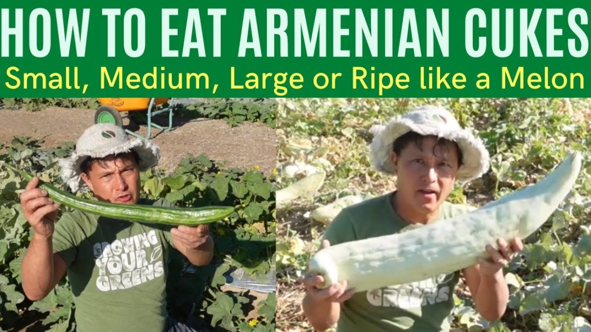 How to Harvest & Eat Small, Medium and Large Armenian Cucumbers How to Harvest & Eat Small, Medium and Large Armenian Cucumbers