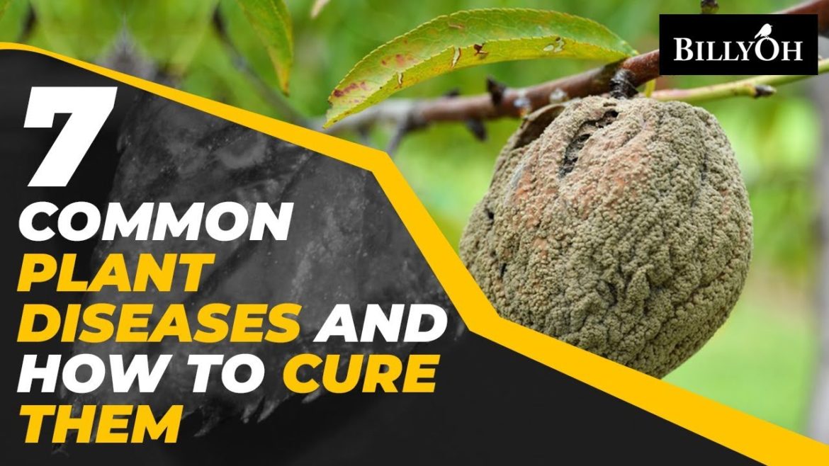 7 Common Plant Diseases and How to Cure Them – Gardening Tips For Beginners & Experts 7 Common Plant Diseases and How to Cure Them - Gardening Tips For Beginners & Experts