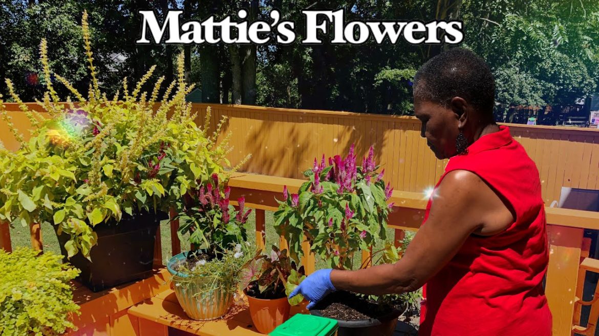 Late Summer Garden Tips: Successfully Care for End of Summer Flowers