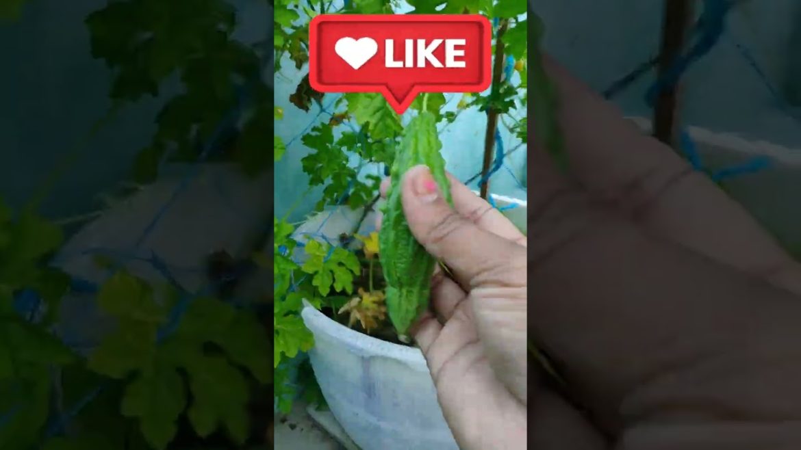 Shorts / terrace garden / Harvesting vegetables / Harvesting vegetables from Terrace garden #shorts