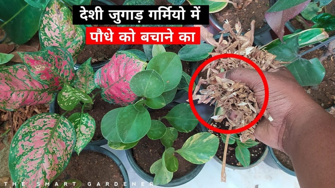 How to Save Plant in Summer | Gardening Tips | The Smart Gardener How to Save Plant in Summer | Gardening Tips | The Smart Gardener