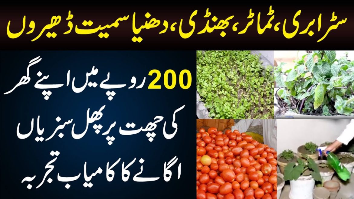 This Boy Grows Vegetables & Fruits On His Rooftop in Just 200 Rupees | Home Garden Vegetables