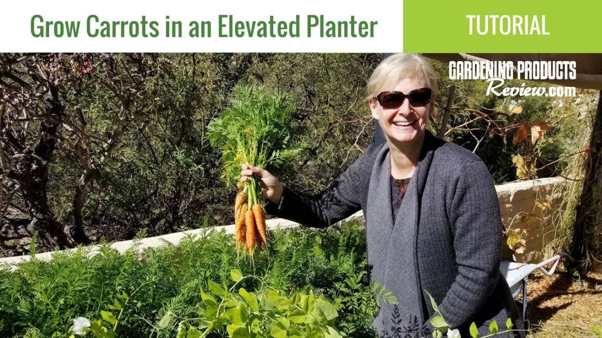 How to Grow Carrots in a Container or Planter | Gardening Products Review