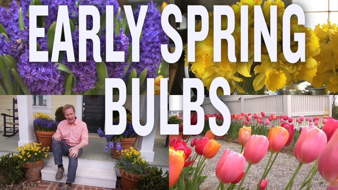 March Garden Design Tips 2019: Early Spring Bulbs (P. Allen Smith) March Garden Design Tips 2019: Early Spring Bulbs (P. Allen Smith)