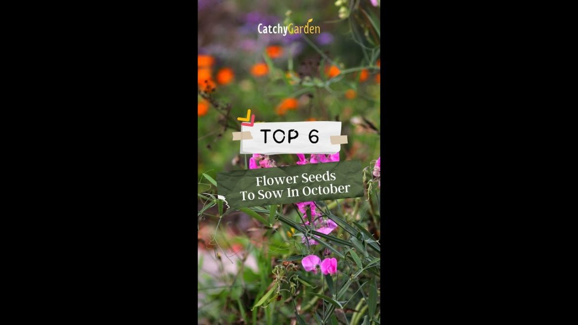 Top 6 Flower Seeds To Sow In October 🌹🌸🌷 // #short #shorts