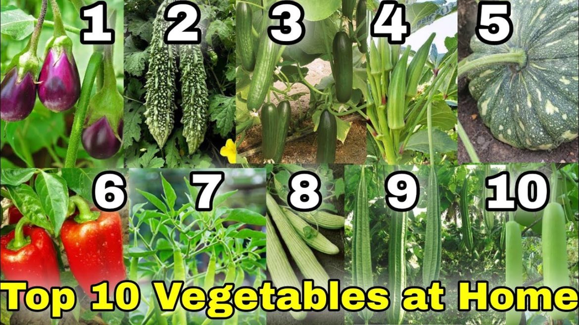 Top 10 Vegetables you can grow at Home/Garden in India