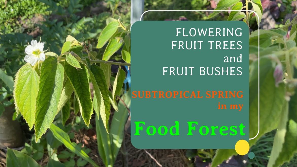 Flowering Fruit Trees and Bushes in My Subtropical Food Forest - October Update