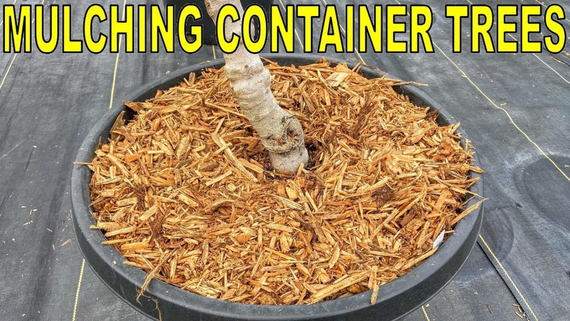 How To Mulch Container Plants: Container Garden, Fruit Trees & More! How To Mulch Container Plants: Container Garden, Fruit Trees & More!