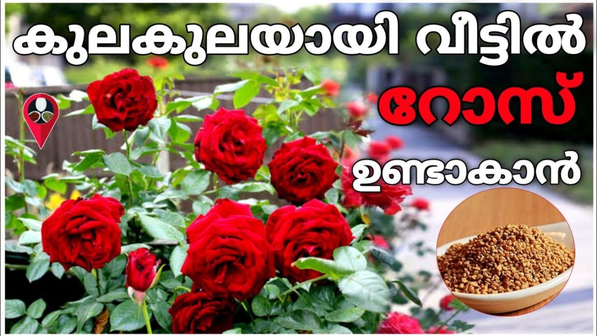 അടുക്കളയിലെ ഇതൊന്നു മതി റോസ് നിറഞ്ഞ് പൂക്കും | Rose gardening malayalam | Rose flower poovu undakan