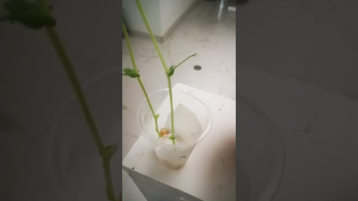 Compartir(1) Compartir(1)