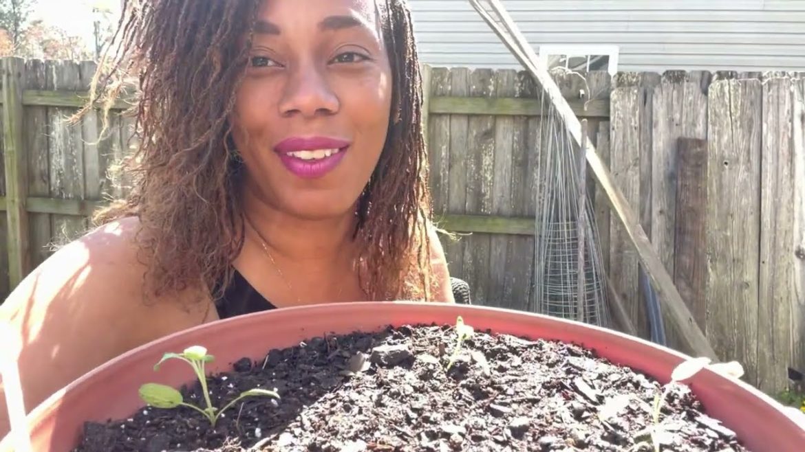 How To Grow Herbs Sage, Basil, and Cilantro In Container Gardening 2022 Suburban Homesteading