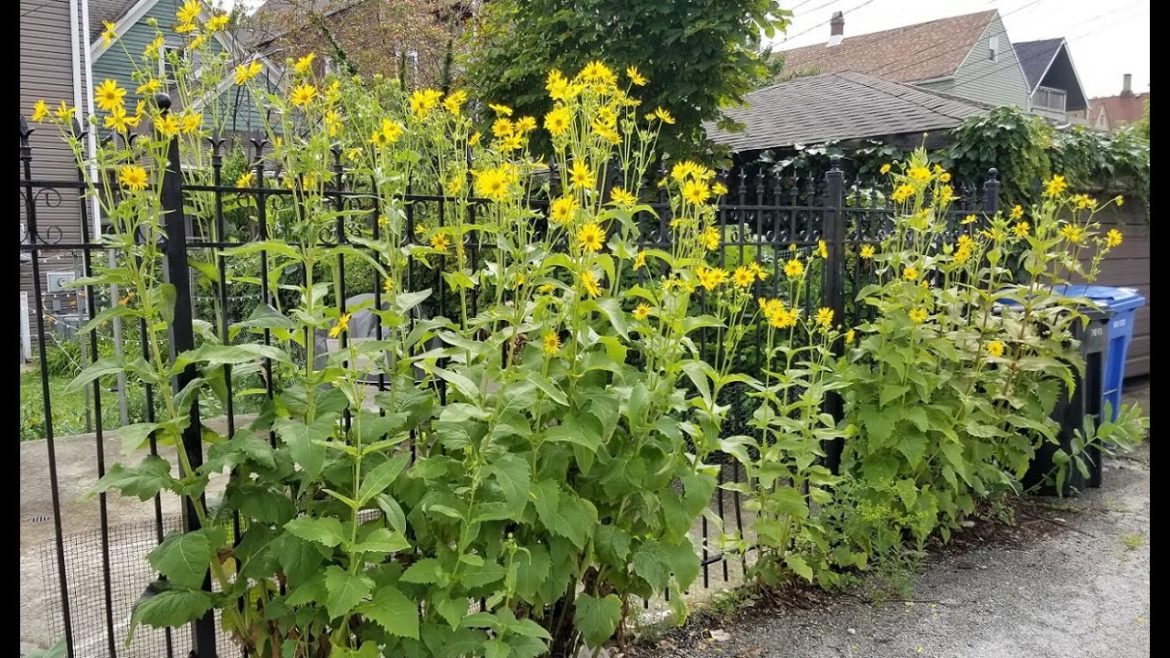 When Native Garden Plans Go Bad (and Good) When Native Garden Plans Go Bad (and Good)