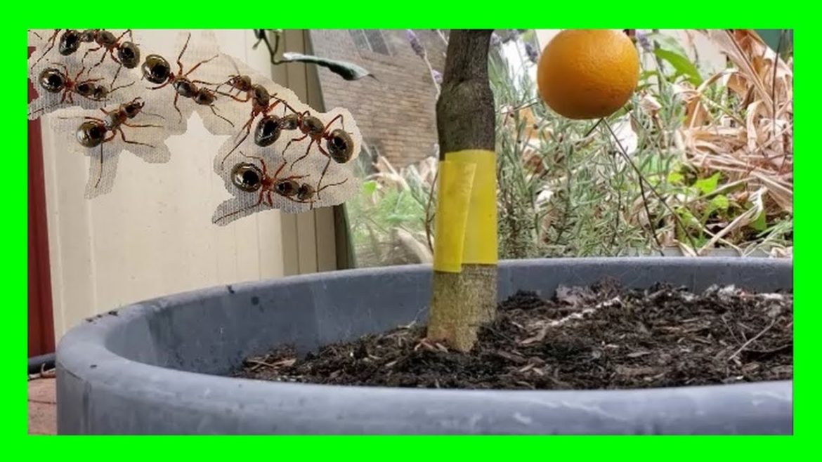 How To Keep Ants Away from Garden and Fruit Trees: Get Rid Of Ants In Garden Naturally How To Keep Ants Away from Garden and Fruit Trees: Get Rid Of Ants In Garden Naturally