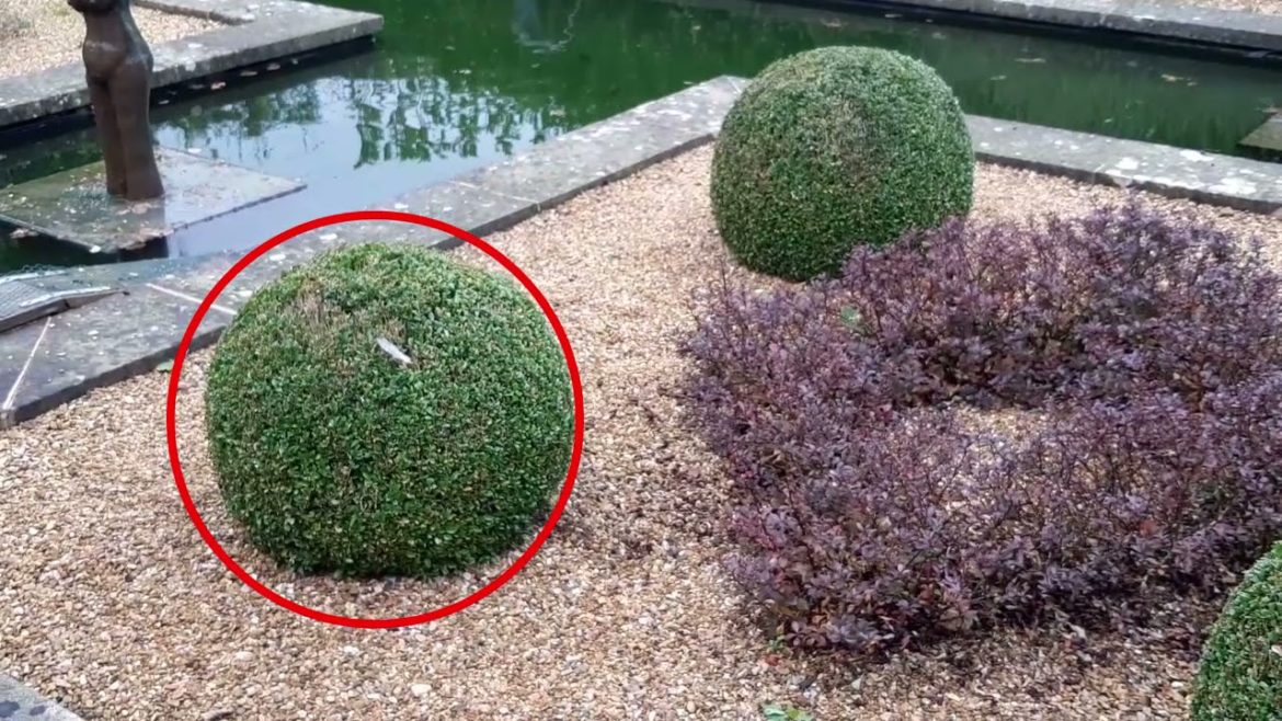 Garden design principles Part 1