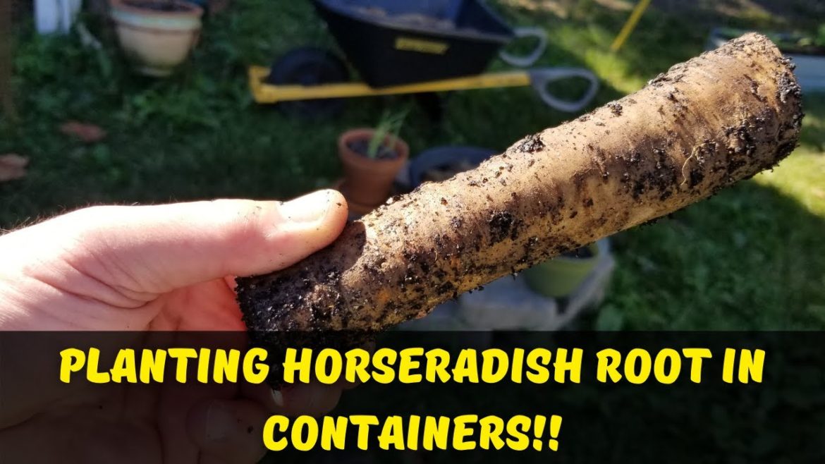 Container Gardening || Planting Horseradish Root!!