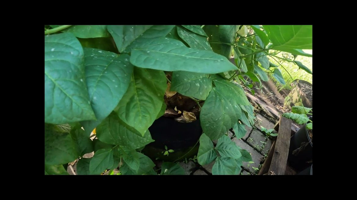 What My Fall / Winter Garden Plans Are What My Fall / Winter Garden Plans Are