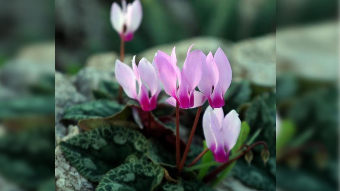 Get Gardening: Tips for Cyclamen in Pots