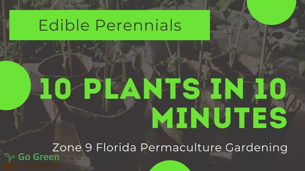 10 Perennial Edible Plants In My Zone 9 Florida Suburban Yard – In Under 10 Minutes 10 Perennial Edible Plants In My Zone 9 Florida Suburban Yard - In Under 10 Minutes