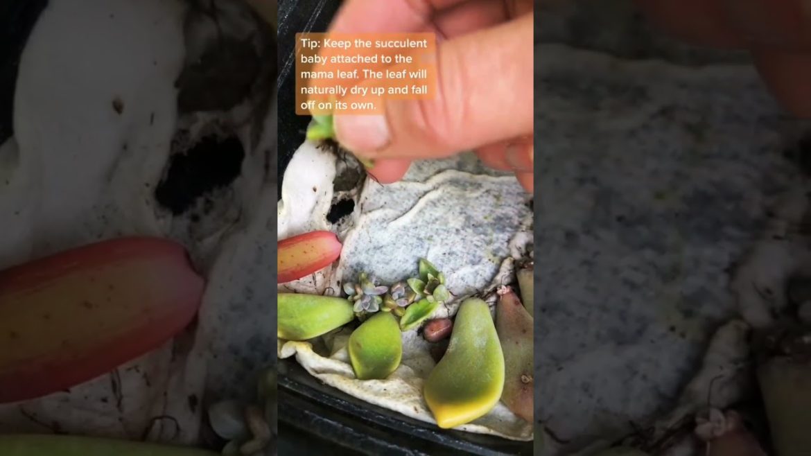 SUCCULENT PROPAGATE | GARDEN TIPS,TRICKS AND IDEA