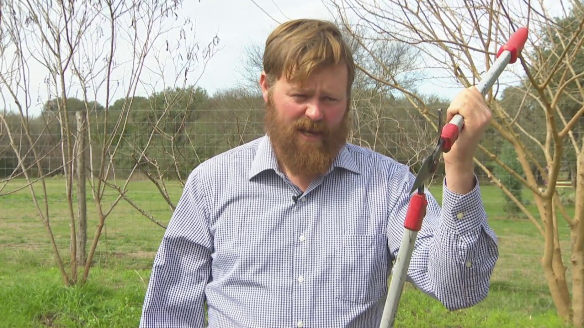Tools for Fruit Tree Pruning | Zach Halfin |Central Texas Gardener