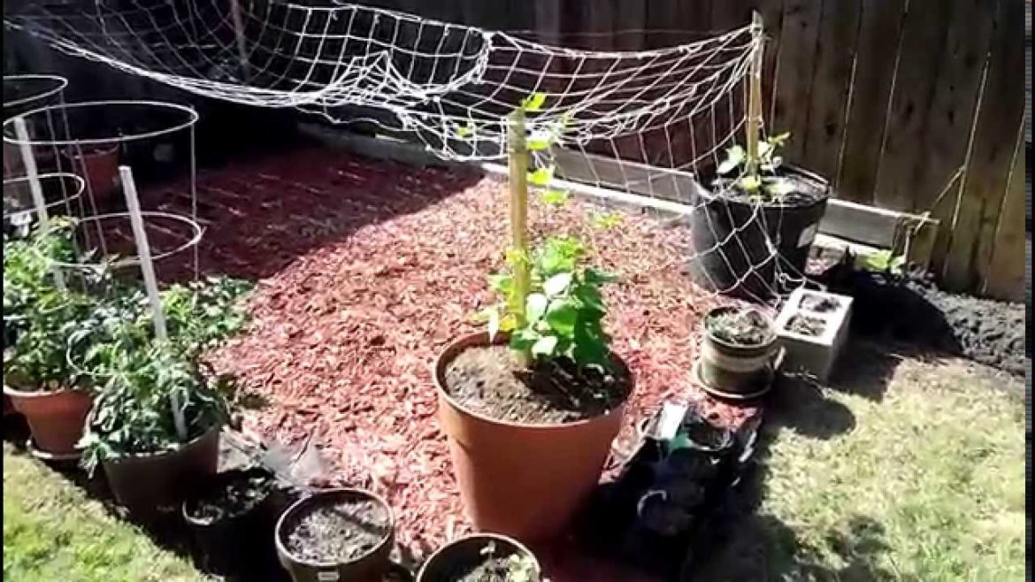 Indian Vegetable Gardening