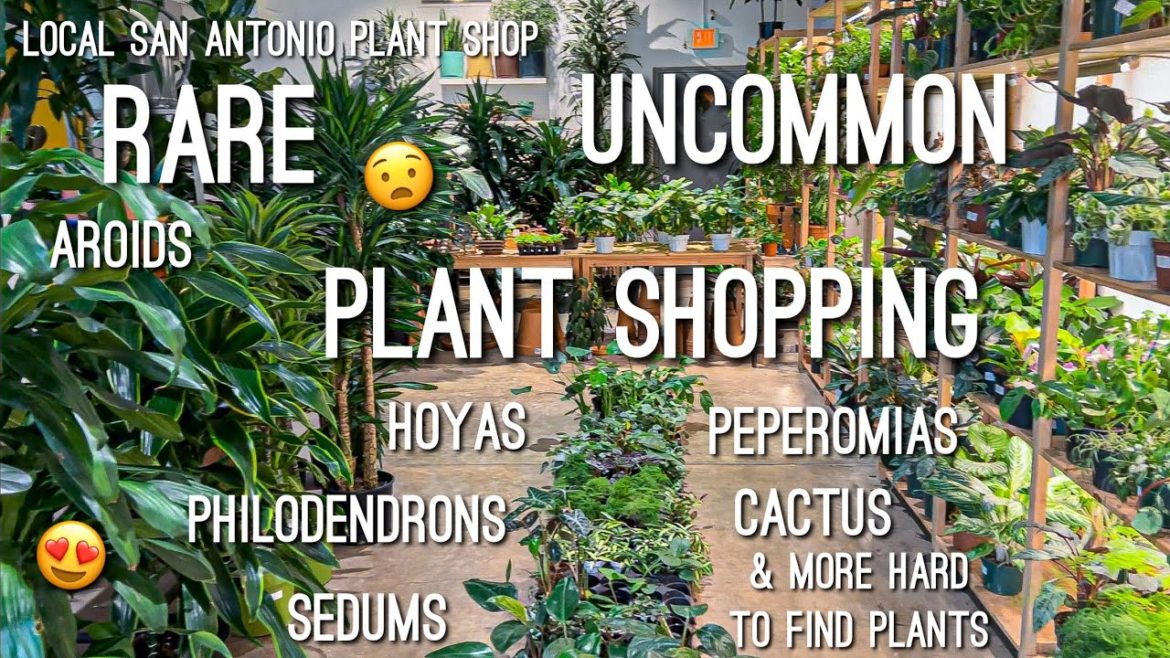 So Many Rare Hoyas & Aroids! Local Plant Shop! Rare/Uncommon Plant Shopping! Tillage 🪴Plant Store So Many Rare Hoyas & Aroids! Local Plant Shop! Rare/Uncommon Plant Shopping! Tillage 🪴Plant Store