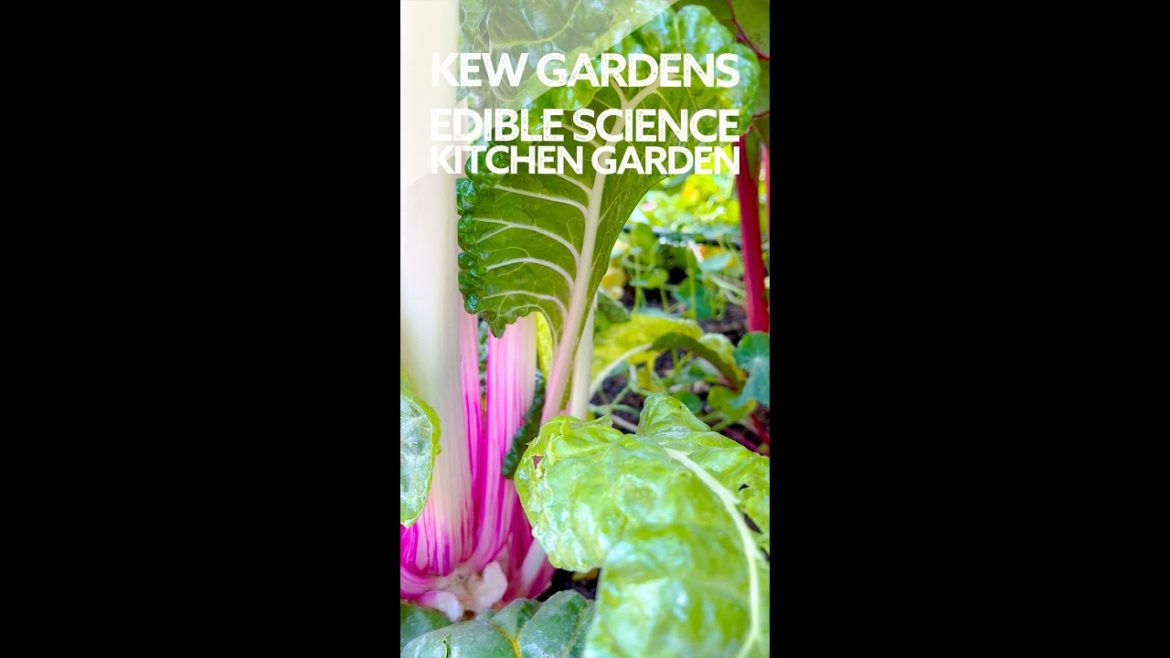 Kew Gardens' Edible Science Kitchen Garden Sneak Peek! #shorts Kew Gardens' Edible Science Kitchen Garden Sneak Peek! #shorts