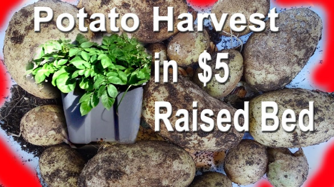 Potato Harvest in CHEAP Raised Bed Container Gardening 🍅Growing Food TIPS Compost in Place Free Soil Potato Harvest in CHEAP Raised Bed Container Gardening 🍅Growing Food TIPS Compost in Place Free Soil