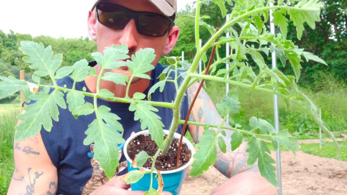 How To Plant Tomatoes In Your Garden – Tips and Tricks For Success How To Plant Tomatoes In Your Garden - Tips and Tricks For Success