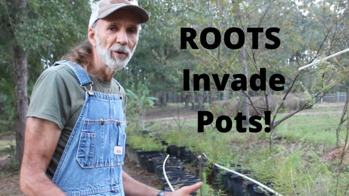 Oak ROOTS Took Over Our Container Garden!